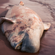 Illustration for article titled Deal Alert: A Beluga Whale Beached Itself With A Stomach Full Of Classic N64 Cartridges